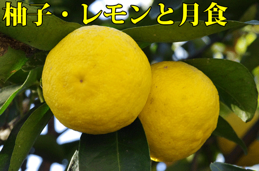 柚子とレモン